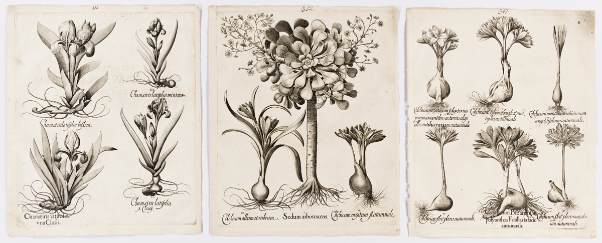 BESLER, BASILIUS. Group of 30 uncolored folio engravings from Hortus Eystettensis.